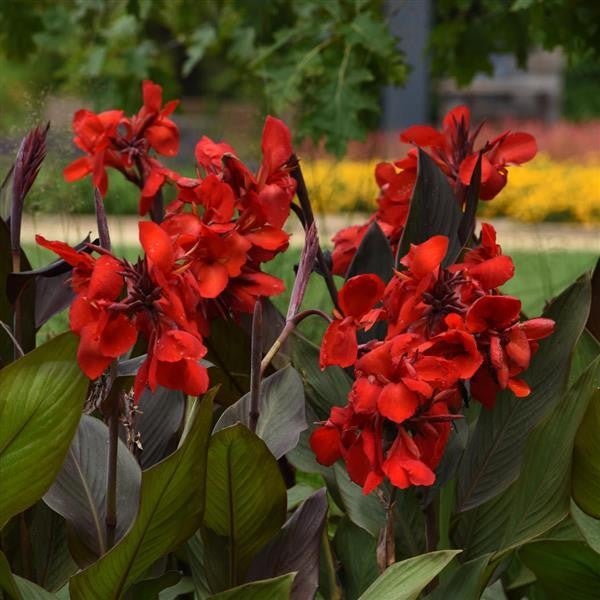 Tropicals - La Greenhouse | La Greenhouse. Top Quality Flowers