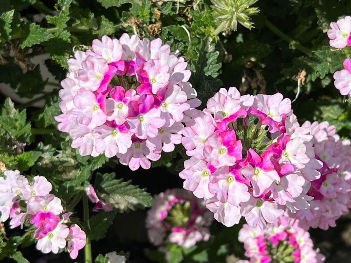 VERBENA - VANESSA BICOLOR LIGHT PINK NEW 2025 | La Greenhouse. Top