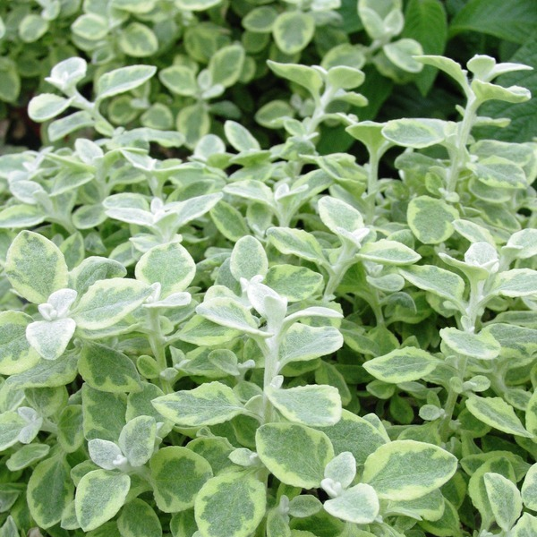 Vines - La Greenhouse | La Greenhouse. Top Quality Flowers