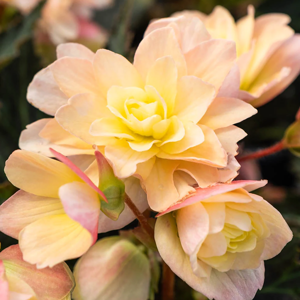 BEGONIA I'CONIA LEMON BERRY La Greenhouse. Top Quality Flowers