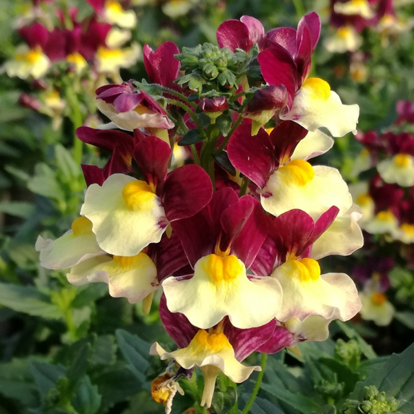 NEMESIA RASPBERRY LEMONADE La Greenhouse. Top Quality Flowers, Veggies, Baskets, and More